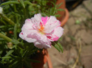 Portulaca grandiflora (2012, Aug.16)