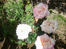 FLORI