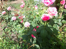 FLORI