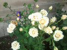 FLORILE MELE