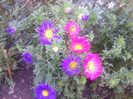 FLORILE MELE