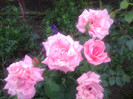 FLORI