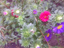 FLORILE MELE