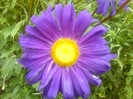 FLORILE