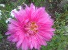FLORI