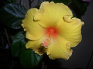 Hibiscus Kim