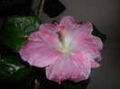 Hibiscus Pay Dirt