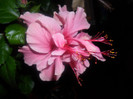 Hibiscus Zaragoza ( ? )