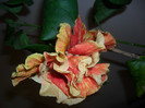 Hibiscus Dancing Fire