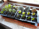 African violets, 13jun2012