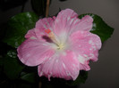 Hibiscus Pay Dirt