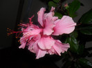 Hibiscus Zaragoza ( ? )