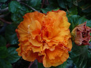 P1170231