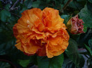 P1170232