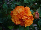 P1170233