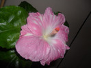 Hibiscus Pay Dirt