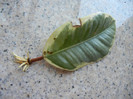 Ficus Tineke, frunza 02, 16aug2012