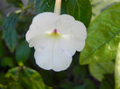 Mair’s White
