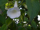 Dulcis