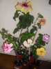 Hibiscus grup