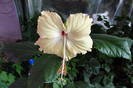 Hibiscus Fort de France