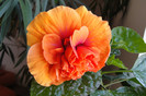 Hibiscus Gator Orange