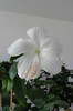 hibiscus Dainty White