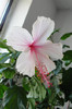 hibiscus Dainty Pink