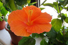 hibiscus Gator Orange