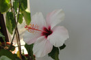 hibiscus Natal