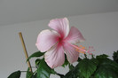 hibiscus Dainty Pink