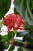 hibiscus Schizopetalus