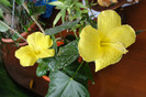 hibiscus Senegal