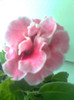 rokoko pink