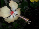 Hibiscus Fort de France