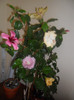 Hibiscus grup