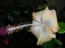 Hibiscus Cream Lady
