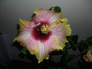 Hibiscus Tahitian Quinn