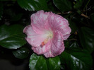Hibiscus Pay Dirt