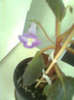 eucodonia cascade