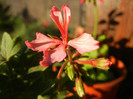 Pink Stellar Geranium (2012, Aug. 15)