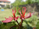 Pink Stellar Geranium (2012, Aug. 17)