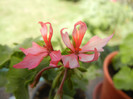 Pink Stellar Geranium (2012, Aug. 17)