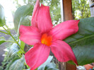 Mandevilla Summer Bell Red (`12, Aug.16)