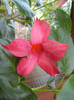 Mandevilla Summer Bell Red (`12, Aug.17)