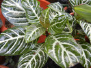 Aphelandra squarrosa (2012, Aug.17)