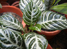 Aphelandra squarrosa (2012, Aug.17)