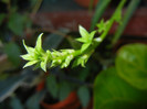 Green Spider Plant (2012, Aug.15)