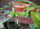 Green Spider Plant (2012, Aug.17)