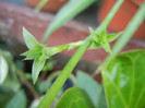 Chlorophytum comosum (2012, Aug.17)